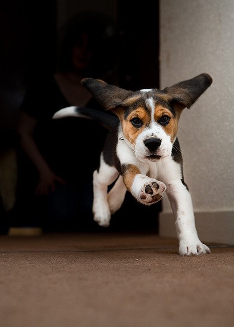 Beagle running