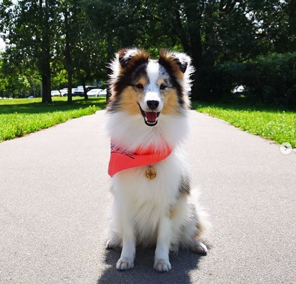 A Shetland Sheepdog sitting on the pavement road while smiling