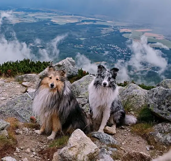 two Shetland Sheepdogs sitting on top of the mountain