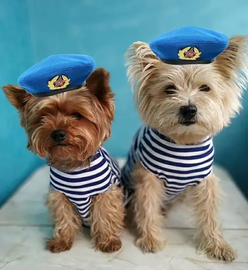 two Yorkie in their sailor's outfit