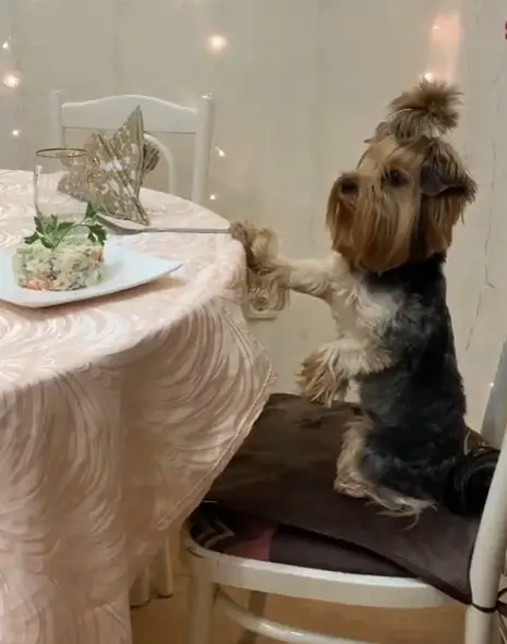 A Yorkshire Terrier sitting on the chair while leaning towards the table with its food on a plate on top
