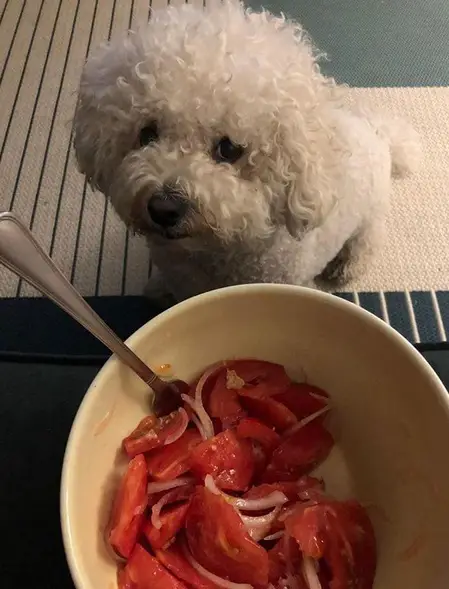 A Bichon Frise sitting on the carpet behind the bowl of food