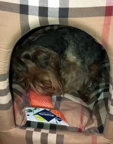 A Yorkshire Terrier hiding inside its bed while smelling its packed treat