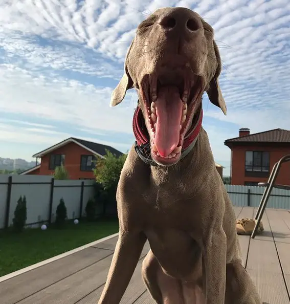 A Weimaraner sitting on the wooden floor while yawning