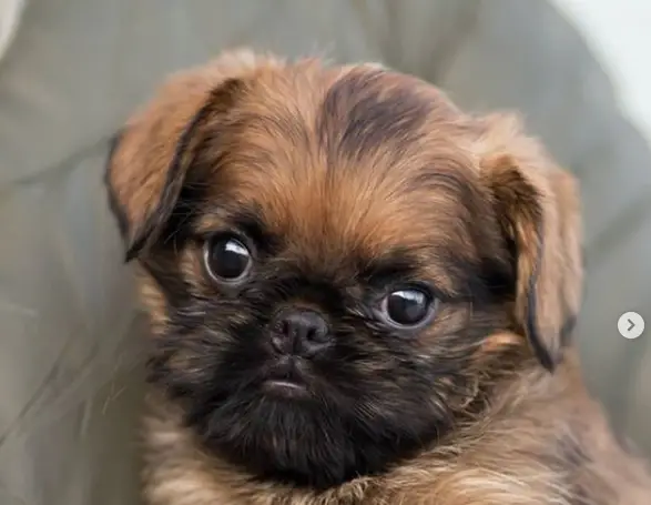 adorable face of a Brussels Griffon puppy