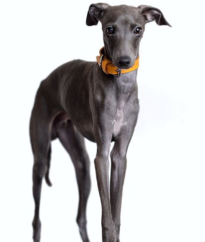 An Italian Greyhound wearing an orange collar in a white background