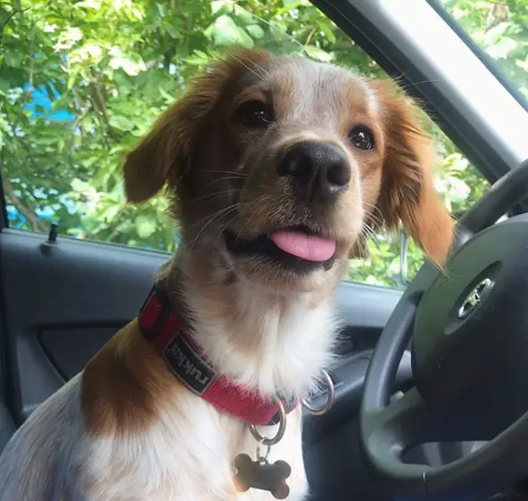 A Brittany sitting in the driver's seat