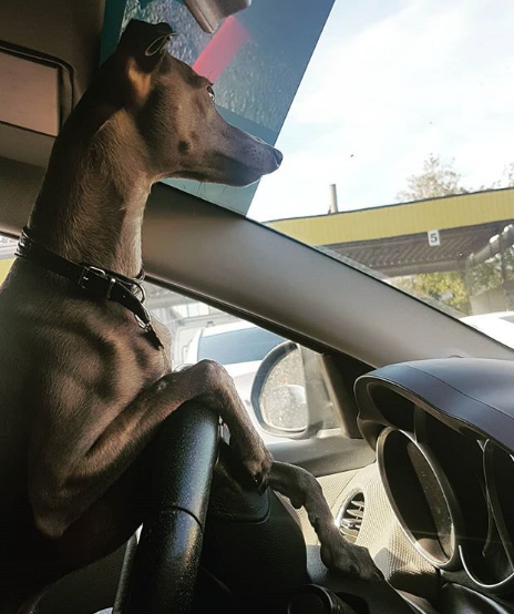 An Italian Greyhound in the driver's seat