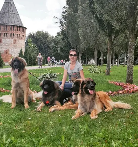 four Leonberger at the park with its owner sitting behind them