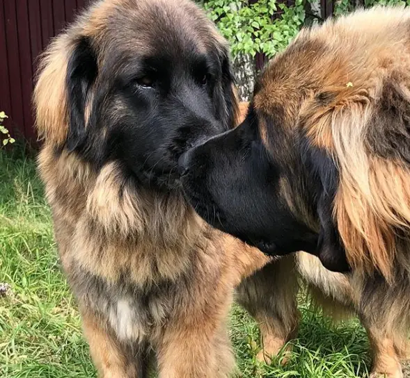A Leonberger smelling another Leonberger