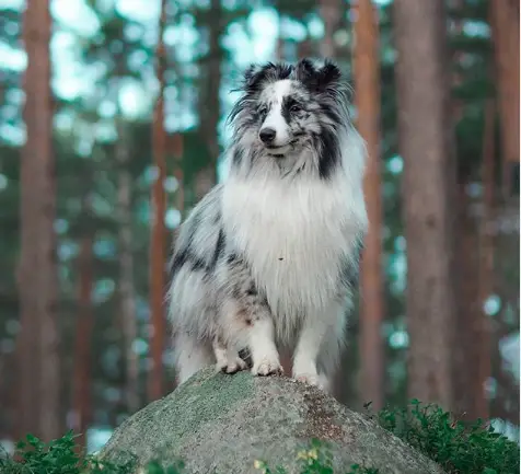 A Shetland Sheepdog standing on top of the large rock in the forest