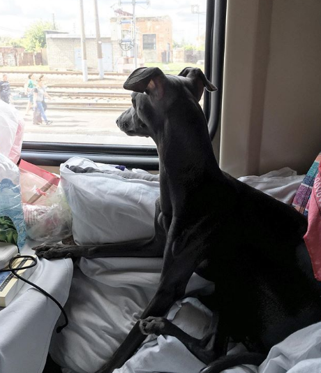 A Italian Greyhound sitting by the window while staring outside