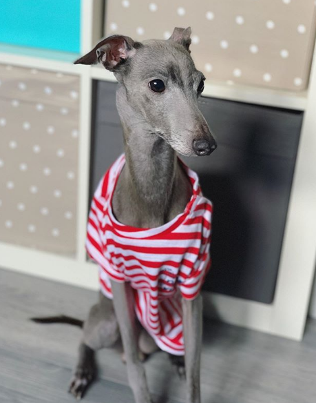 A Italian Greyhound wearing a striped red and white shirt while sitting on the floor