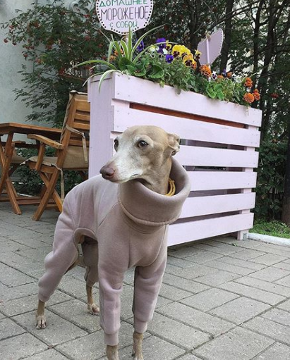 An Italian Greyhound wearing a long sleeved jacket while standing on the pavement and looking sideways