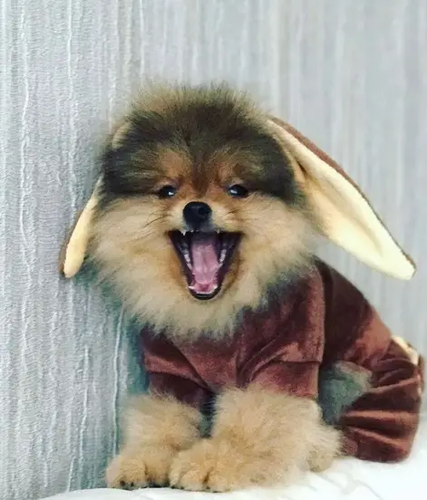 A Pomeranian wearing a bunny costume with its mouth wide open