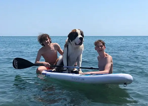 A St. Bernard sitting on top of the kayak with two other guys