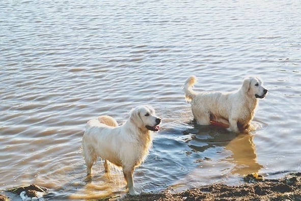 two Golden Retrievers standing in the water in the ocean