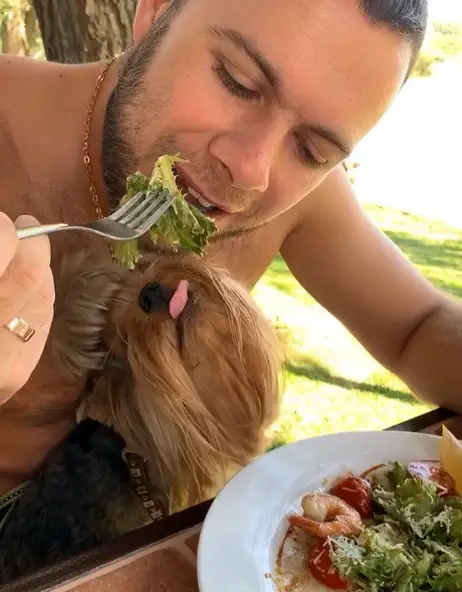 A Yorkshire Terrier sitting on the lap of the man while sticking its tongue out on the vegetable that the man is eating
