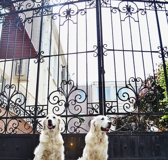 two Golden Retriever sitting behind the tall gate