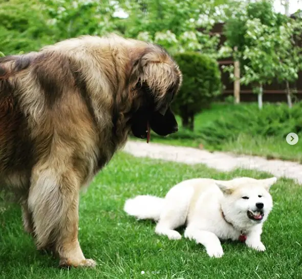 A Leonberger standing in the yard while looking down at the white dog lying on the grass
