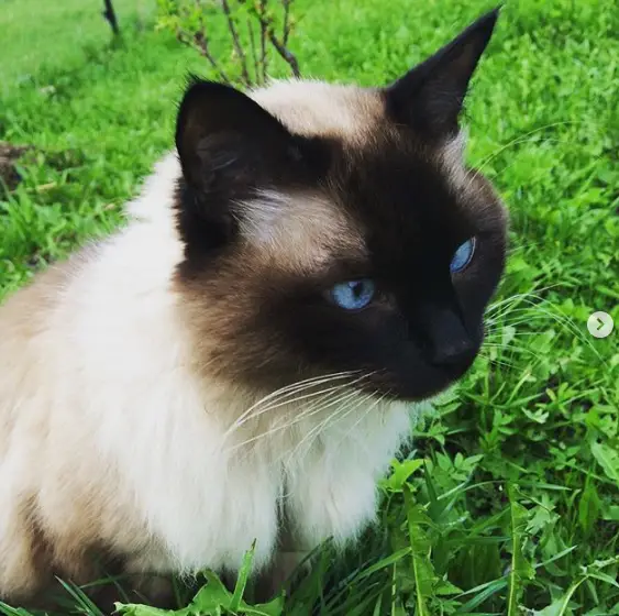 A Siamese Cat sitting on the grass