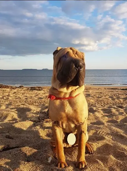 Shar Pei sitting on the sand at the beach