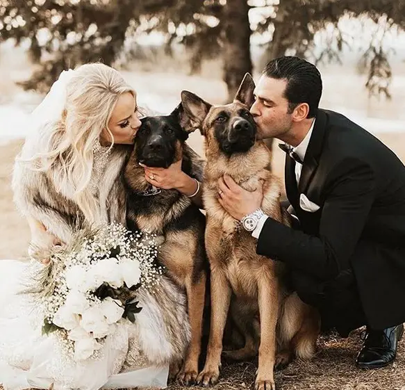 a bride and groom kissing their two German Shepherds