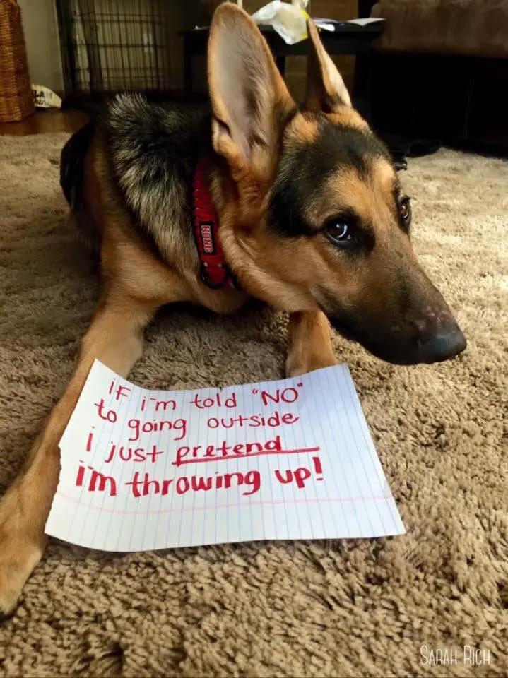 German Shepherd lying down on the carpet with a note on a paper that says 