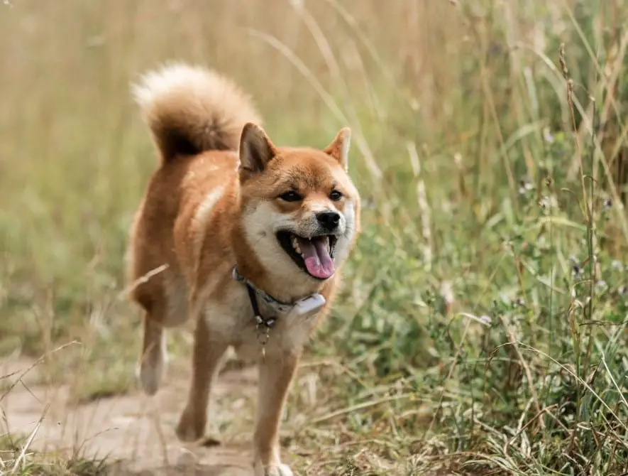 A Shiba Inu running in the field