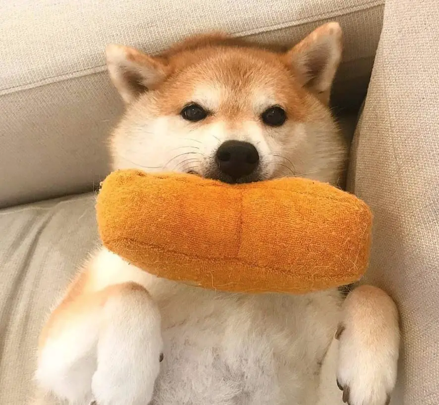 A Shiba Inu lying on the couch with a stuffed toy in its mouth