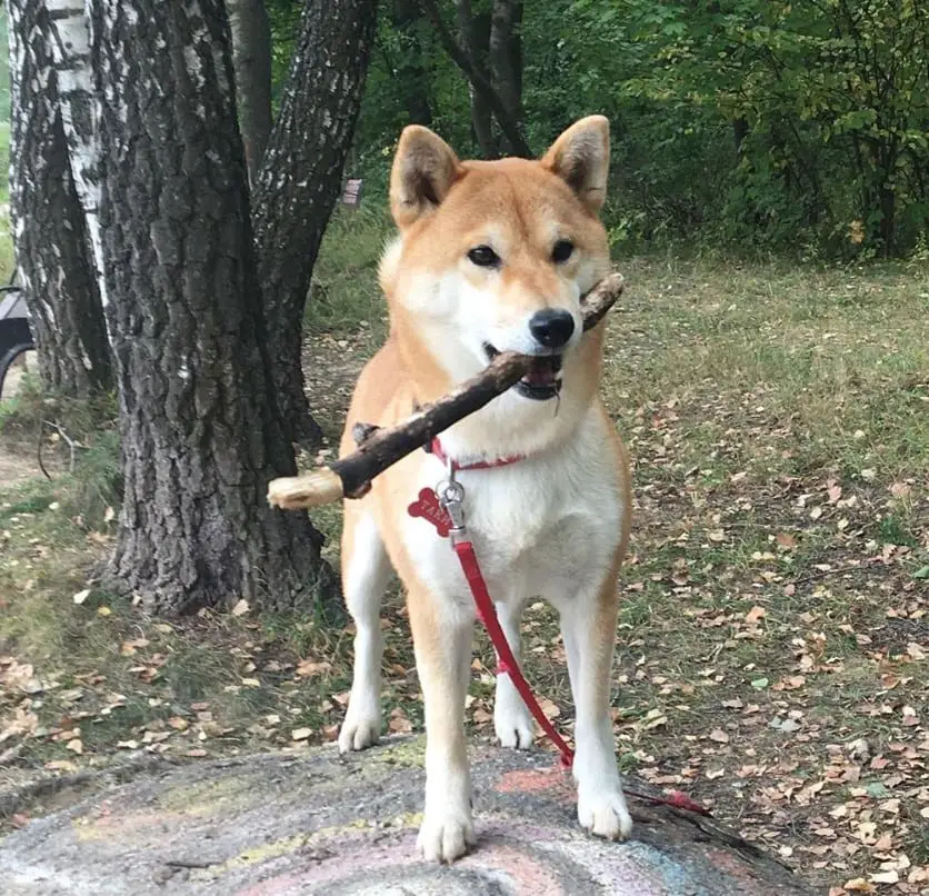 A Shiba Inu standing on top of the rock while holding a stick in its mouth