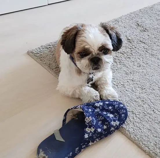 Funny Shih Tzu with a slipper in front of it