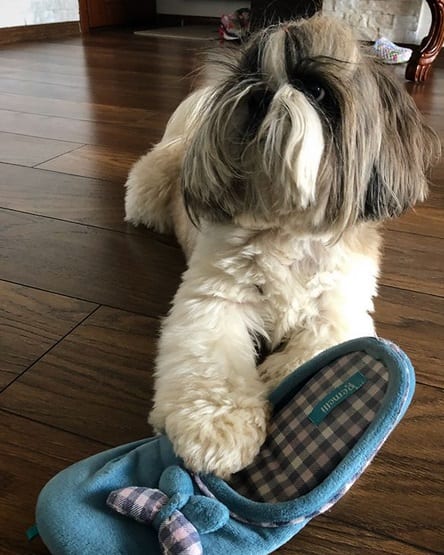 Funny Shih Tzu dog lying on the floor touching a slipper