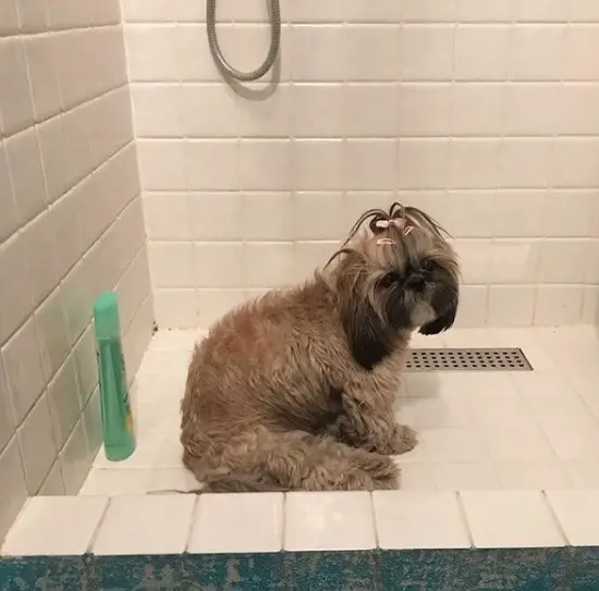 Shih Tzu sitting in the bathroom floor with its sad face