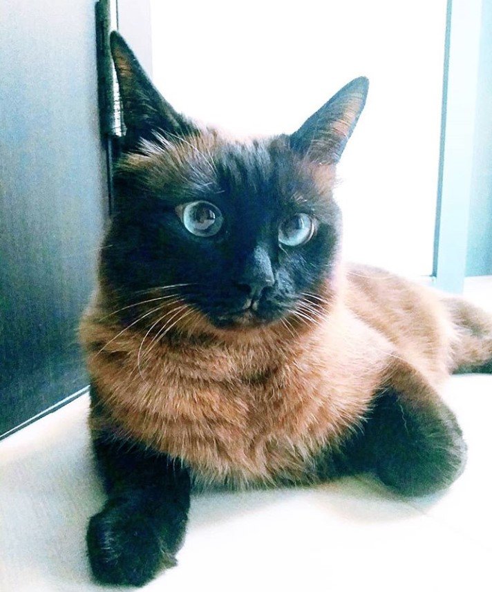 A Siamese Cat lying on the floor