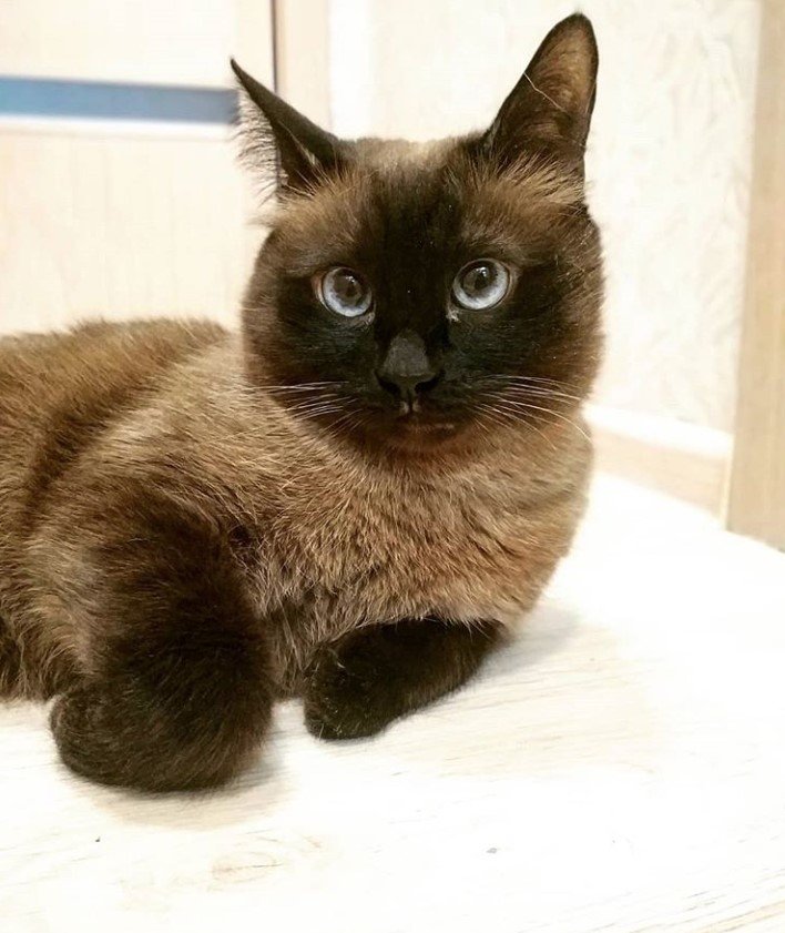 A Siamese Cat lying on the bed