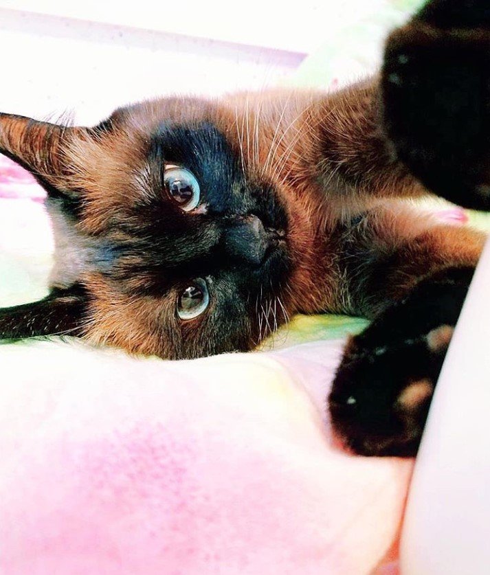 A Siamese Cat lying on the bed while stretching