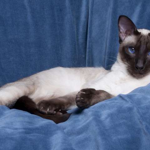 A Siamese Cat lying on the couch with its sad face