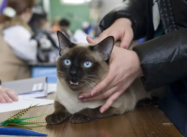 A Siamese Cat lying on top of the table with a person touching him