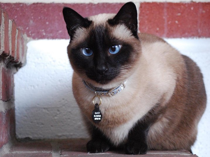 A Siamese Cat sitting on the stairs