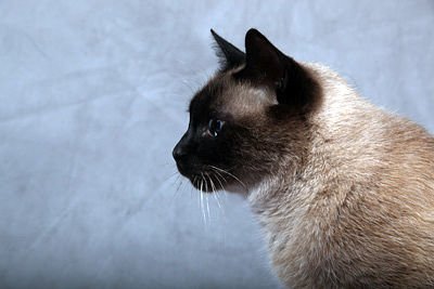 A Siamese Cat looking sideways