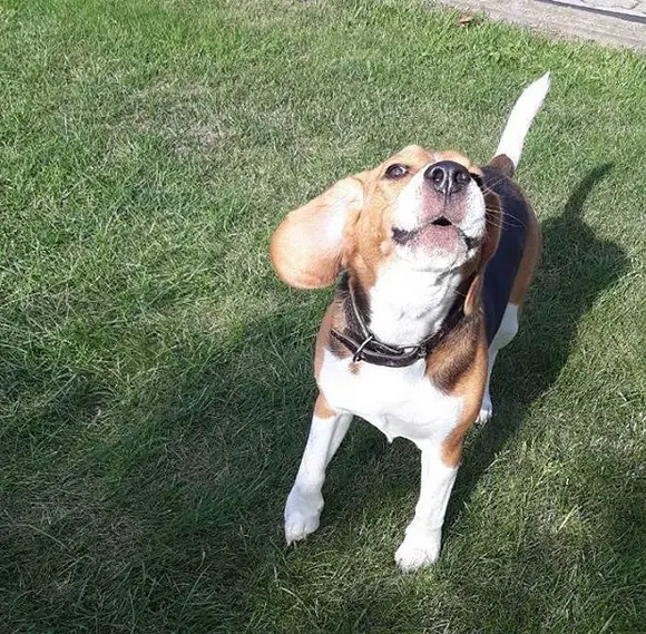 A Beagle standing on the grass while barking