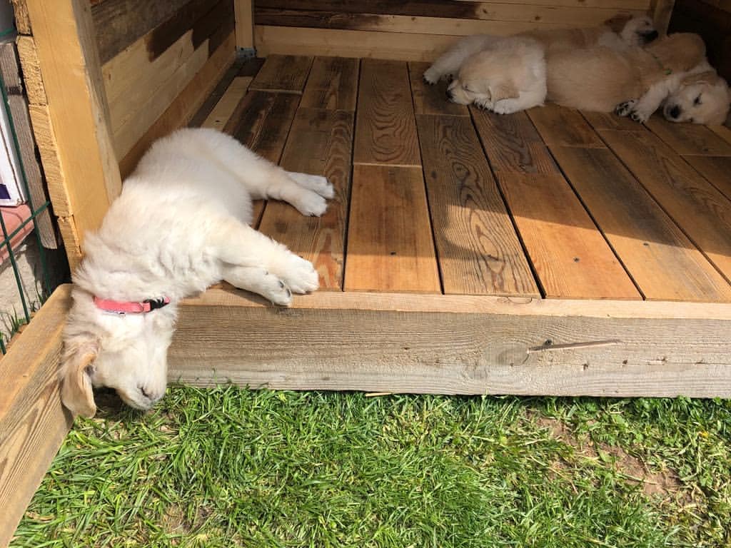 Golden Retriever puppies sleeping together in the corner while one is sleeping on the other side with its head falling to grass