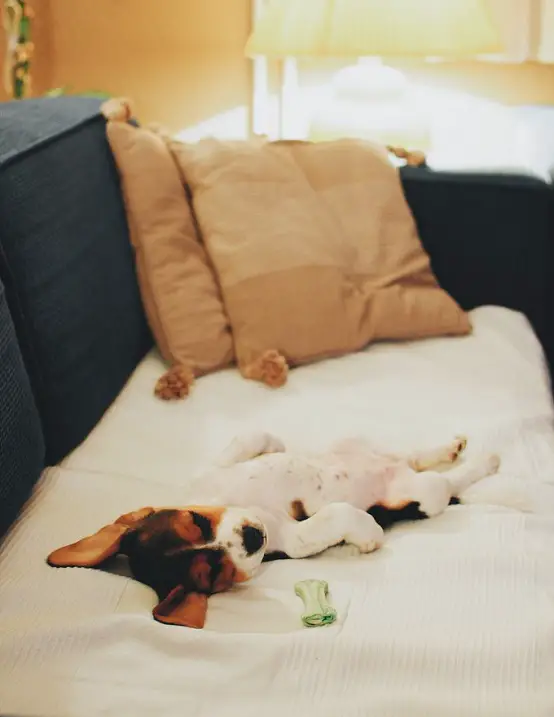 Beagle puppy sleeping on the couch beside its chew toy