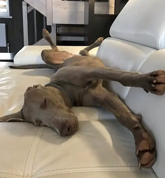 A Weimaraner sleeping on the couch