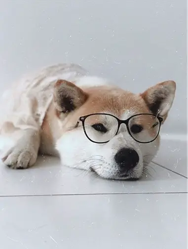 An Akita lying on the floor while wearing glasses