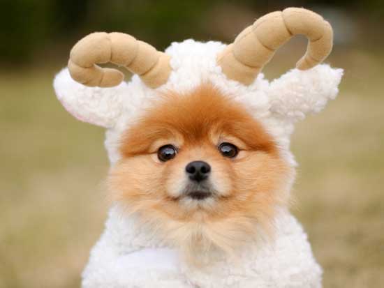 A Pomeranian wearing a sheep costume while in the yard