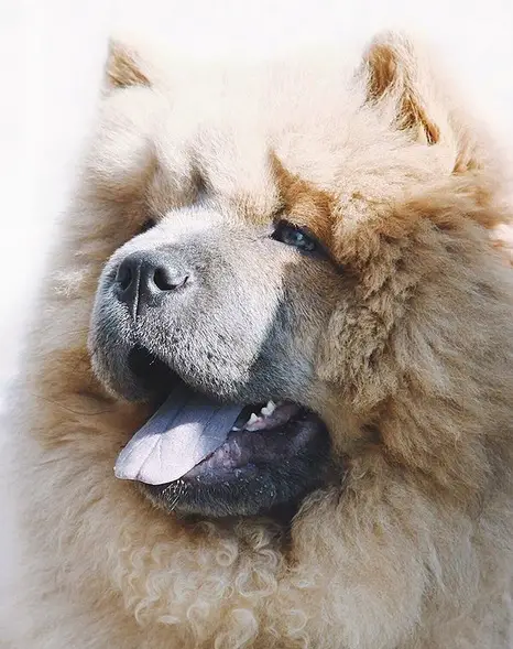 face of a smiling Chow Chow