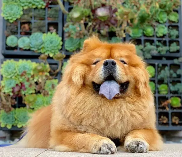 A Chow Chow lying on the pavement with plants behind him while smiling with its tongue out
