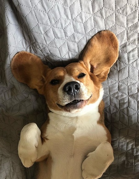 A Beagle lying on the bed with its ears spread out